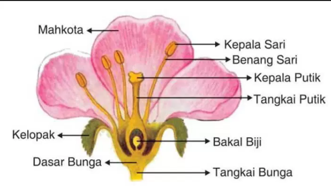 Jenis Bunga Anggrek Yang ada Indonesia Yang Paling Populer | Bertanam