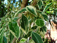 Fuente: http://2.bp.blogspot.com/-CUtY0z3-4xg/UmfwBD5ZVaI/AAAAAAAABJ4/Y5L42IWjO2g/s1600/DSC09325.JPG