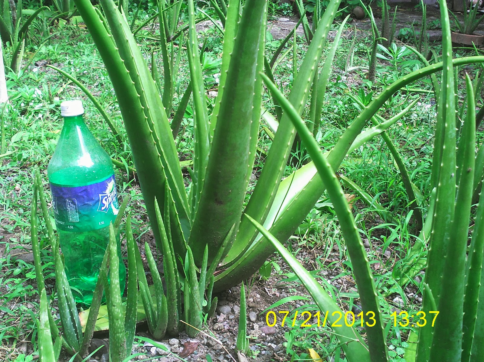 Aloe vera barbadensis 500 mg para que sirve