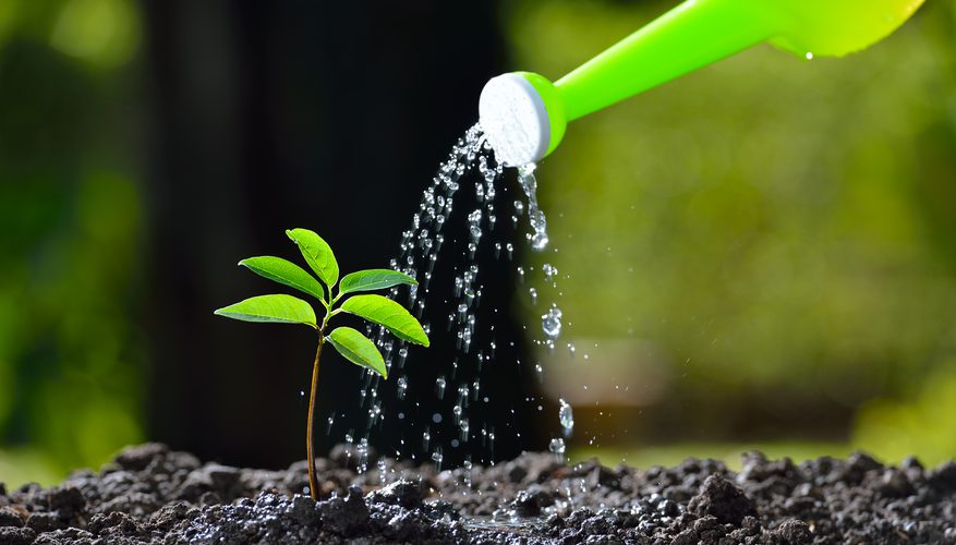 Everything Grows How Often Should I Water My Plants?