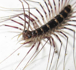 longicornis centipede coleoptrata scutigera malaysia