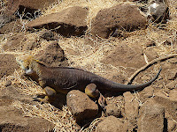 North Seymour Iguana with Burrows