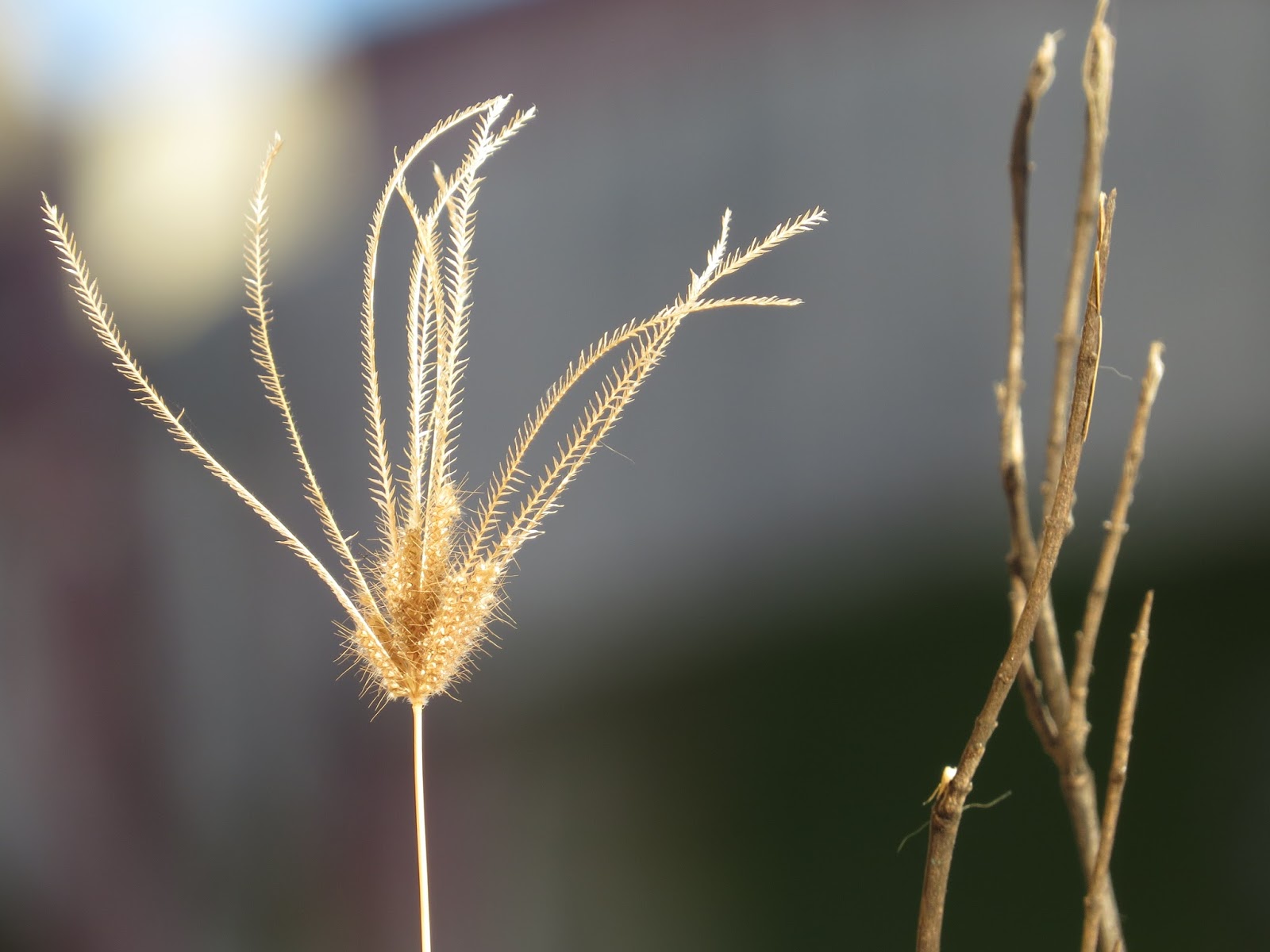 Wallpaper Pemandangan Rumput Ilalang | Stok Wallpaper