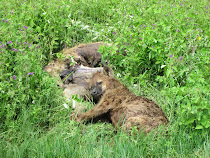 Surprisingly touching pix of male hyena mourning its deceased mate (head resting on her haunch)