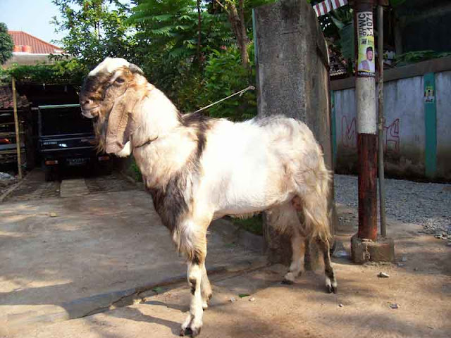 Ternyata, Kambing itu Boleh untuk Qurban Sampai 5 Orang