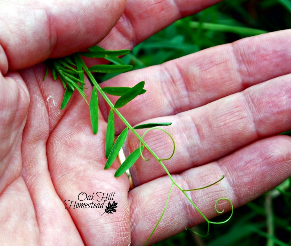 Hairy vetch, weed or feed? The advantages of allowing a weed to grow and prosper.