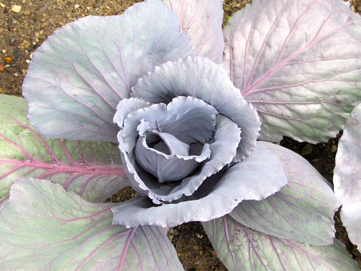 Garden Chronicles The cabbage looks like cabbage!