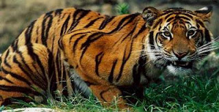 animal: Javan Tiger
