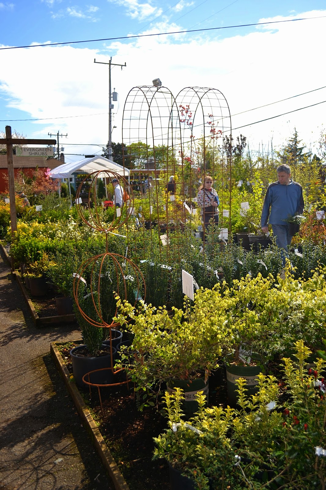 The Outlaw Gardener My First Visit To West Seattle Nursery