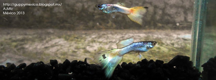Guppy México: Yellow Micariff
