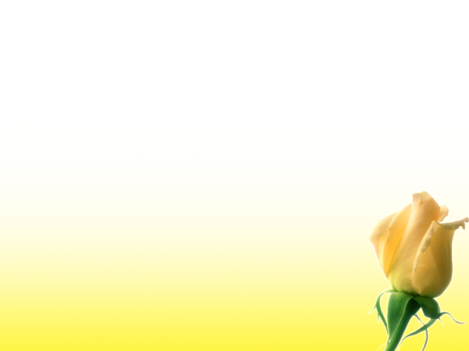 Where Is Wallpaper: yellow flower background