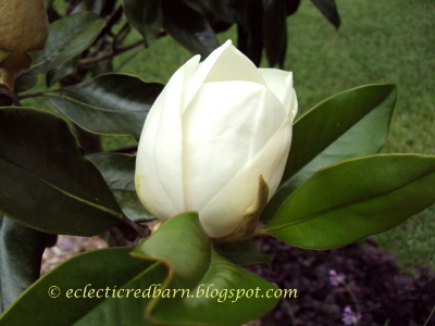 Eclectic Red Barn: Magnolia Blooming Bud