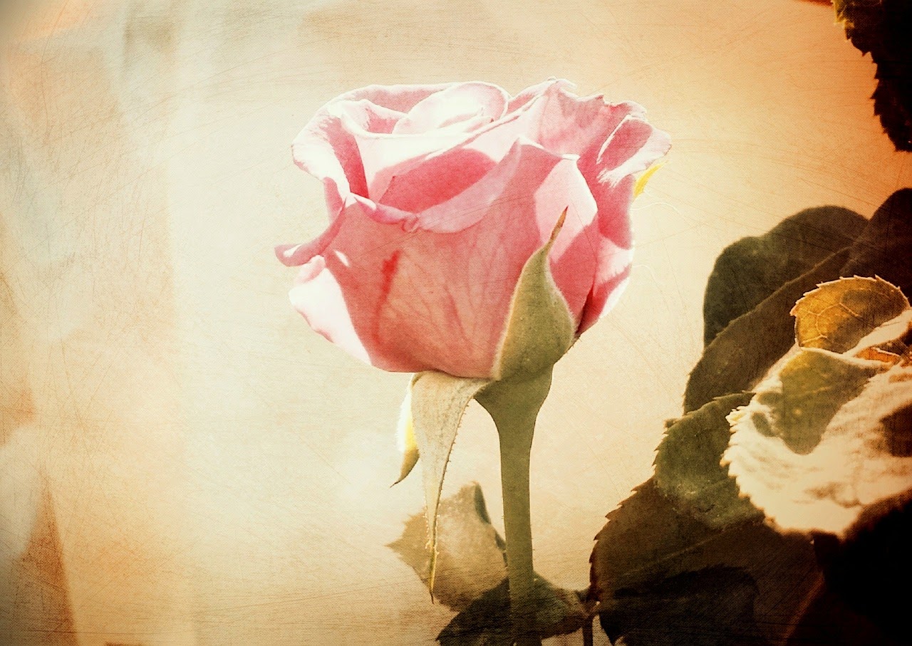 Ilmainen kuvapankki: Ystävänpäivä ruusu