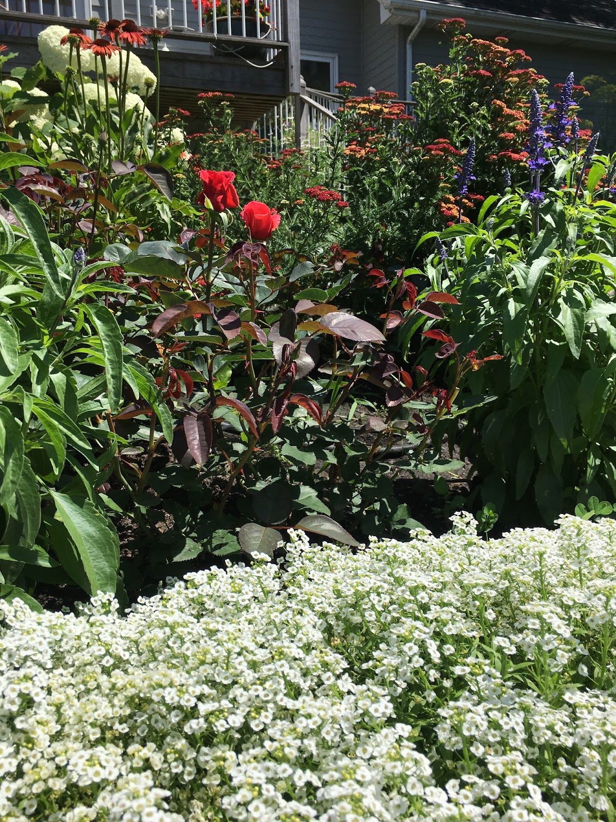 The Minnesota Rose Gardener