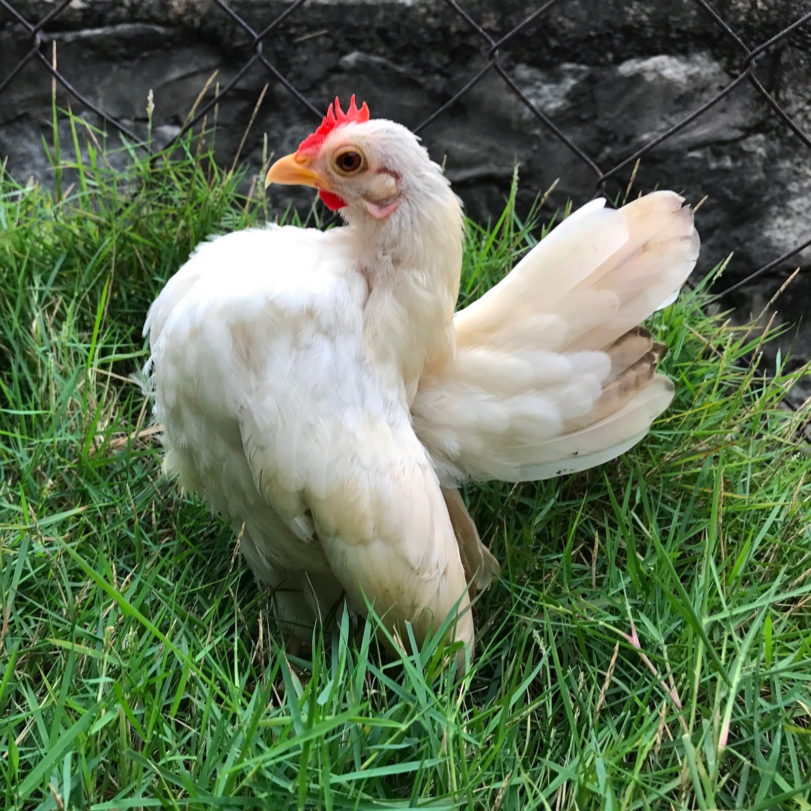 The Golden Rooster is Ready for GSN's Breeding Project Q1 2017 Serama