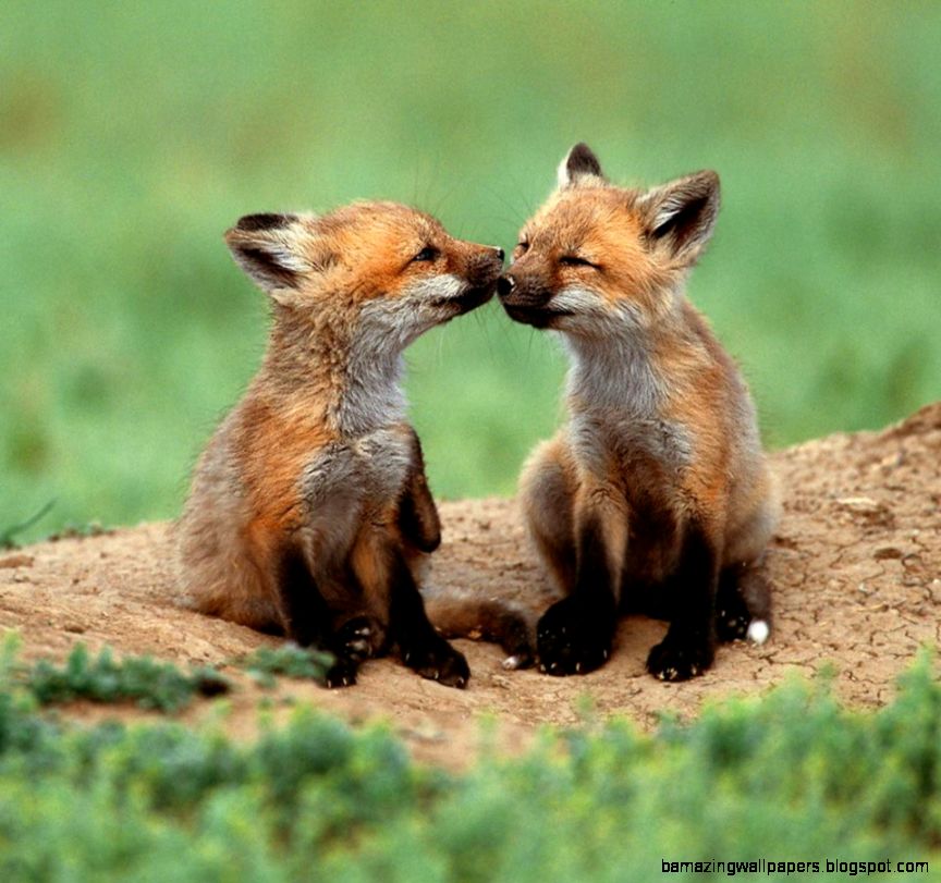 Cute Animals In Love | Amazing Wallpapers