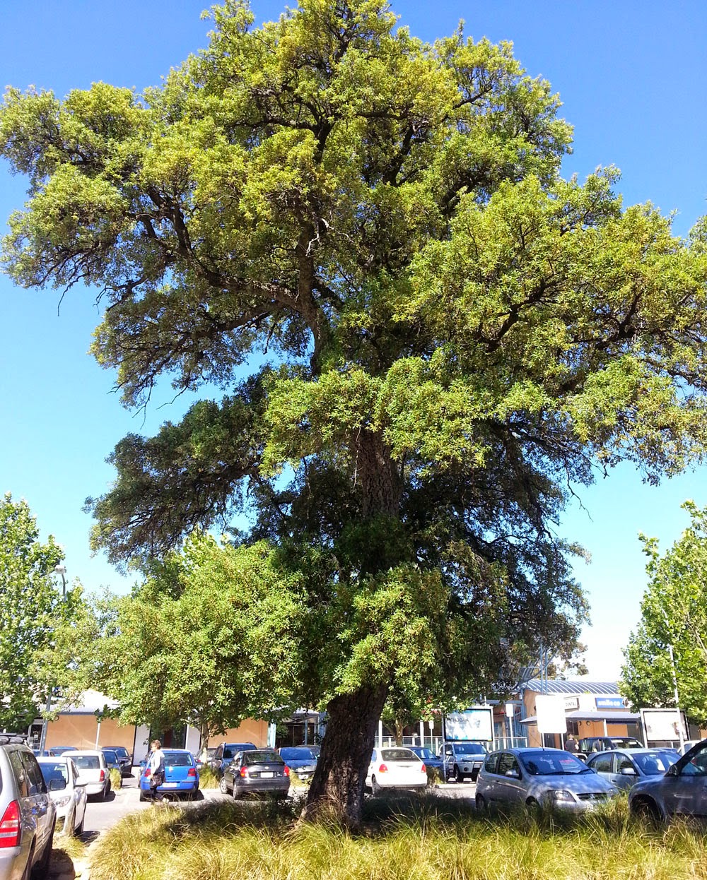 About the Norwood Cork Tree