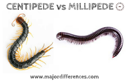 millipedes centipedes difference between myriapoda millipede differences example class major characters general