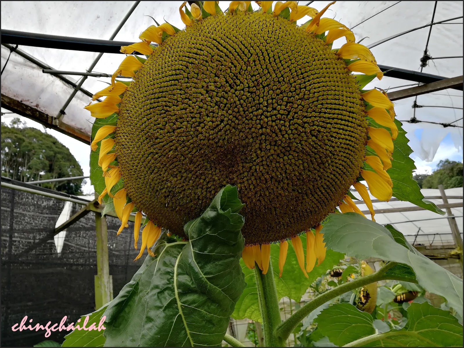 Simple Living In Nancy Large Sunflowers In Cameron Highlands