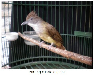 Burung Cucak Jenggot - Merawat Cucak Jenggot yang Mabung Agar Cepat Selesai dan Tuntas -  Penangkaran Burung Cucak Jenggot