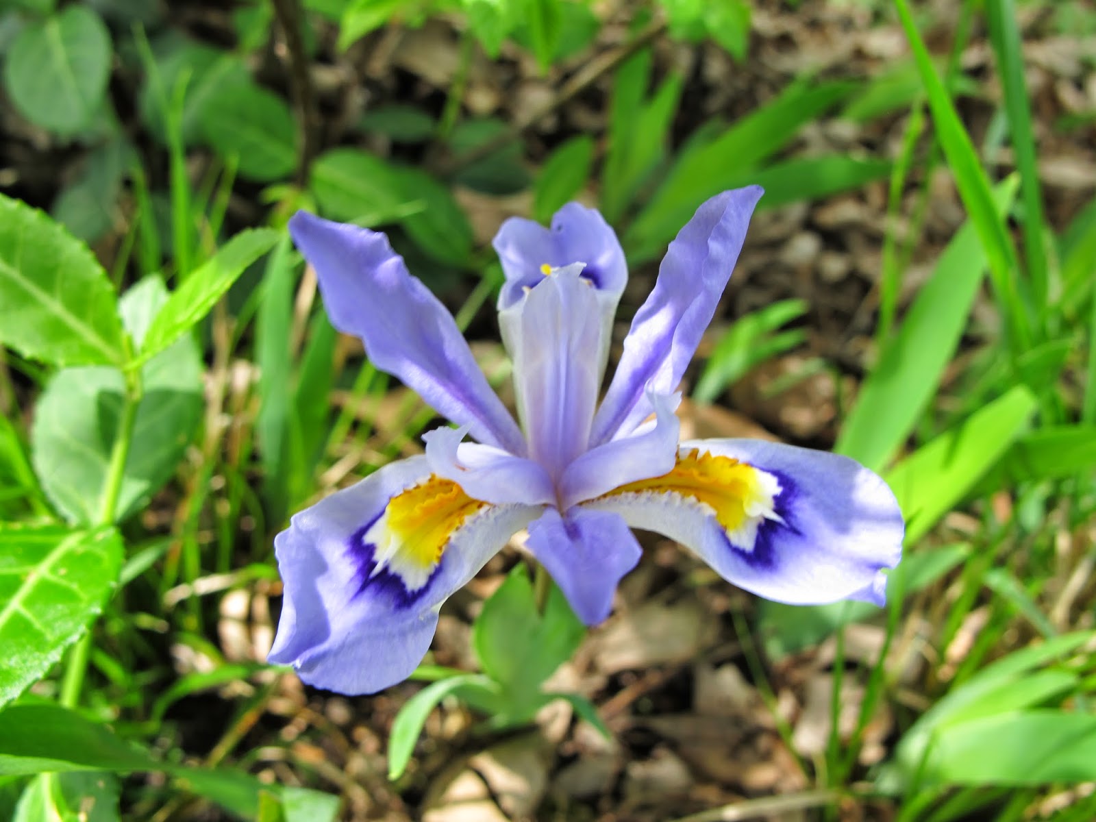 World of Irises The Dwarf Crested Iris