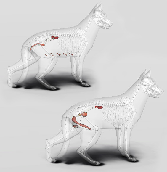 Reproduksi Anjing Pendidikan Biologi