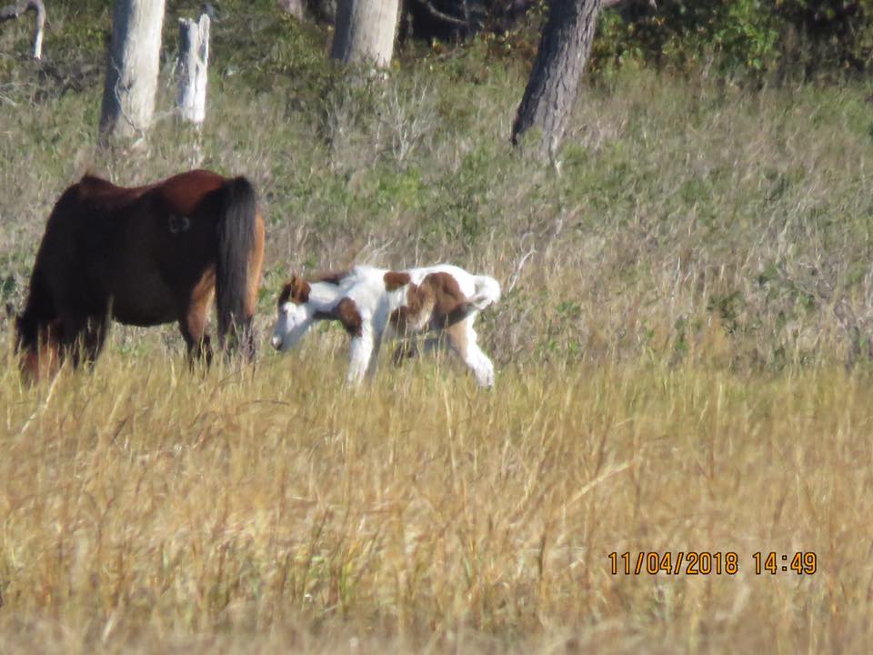 Critter Sitter's Blog Medicine Hat Markings and War Markings in