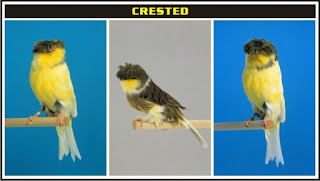 Burung Kenari Crested - Solusi Penangkaran Kenari - Mengenal Burung Kenari Crested -  Burung Kenari Type