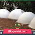 Chăn nuôi lợn khép kín, doanh thu hơn 5 tỷ đồng mỗi năm - biogasviet.com