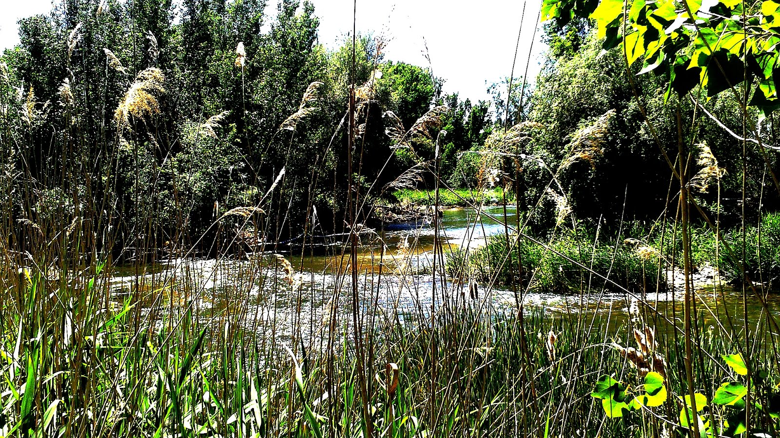 Confluencia ríos Jarama y Henares