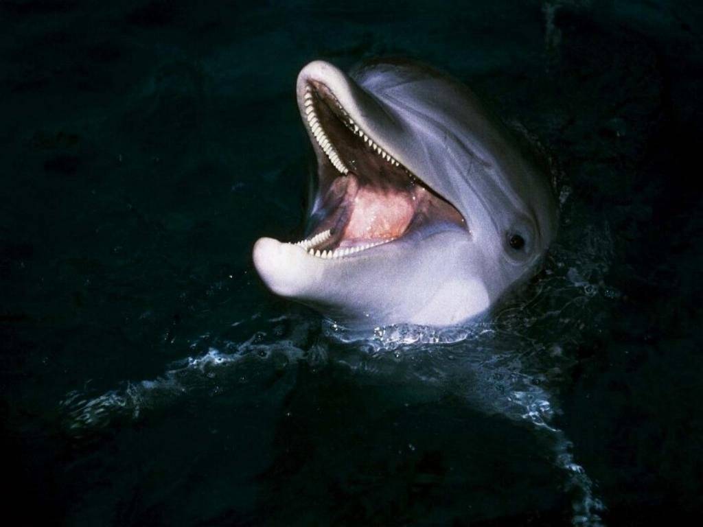 Whale Shark Dolphin Photos  Download Photos