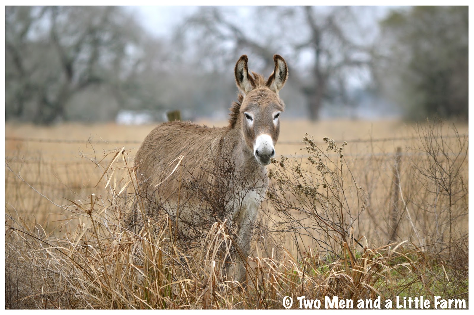 Two Men and a Little Farm DONKEYS FRUIT TREES AND HARVESTING
