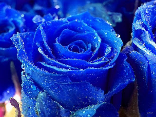 hairstyle looks beautiful and difeerent: Blue roses