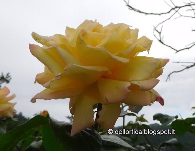 rosa gioia peace confetture petali cinorrodi per tisane della fattoria didattica dell ortica a Savigno Valsamoggia Bologna in Appennino vicino Zocca