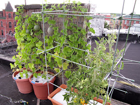 Bucolic Bushwick Rooftop Container Vegetable Garden 2011