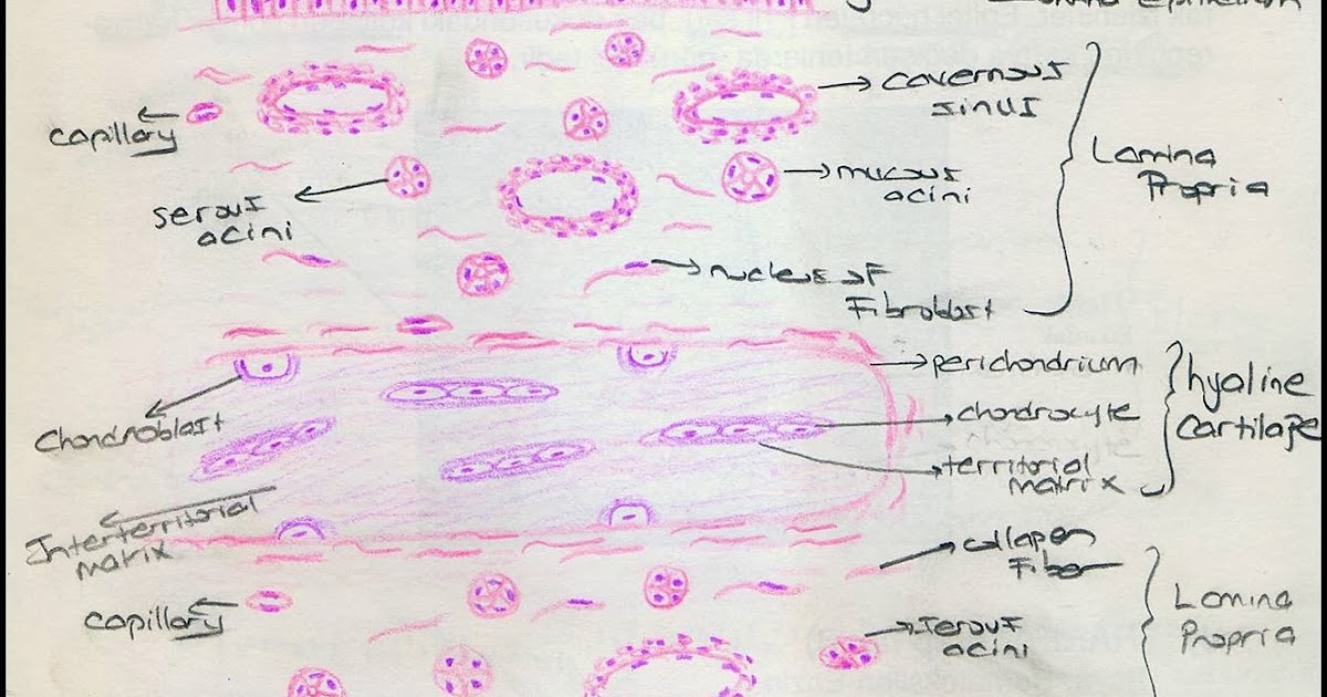 Histology Drawings: Respiratory System