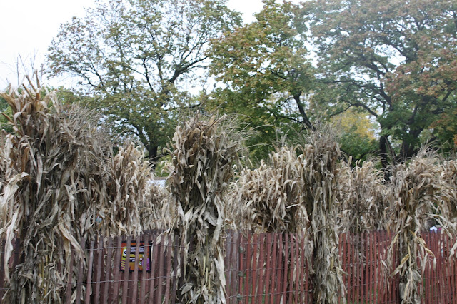 Crazed Maize Corn Maze at Boo! at the Zoo Brookfield Zoo