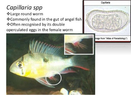 Capillari, Capillaria in Fish