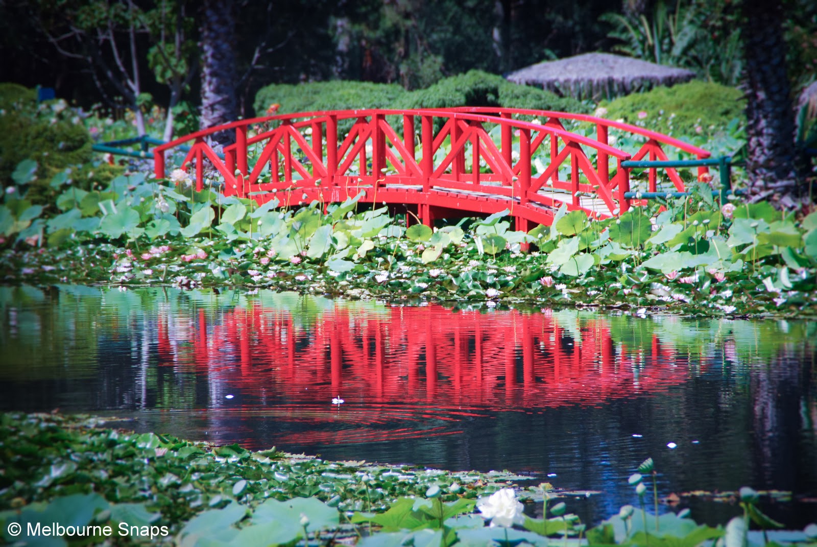 MELBOURNE.SNAPS BLUE LOTUS WATER GARDEN YARRA JUNCTION