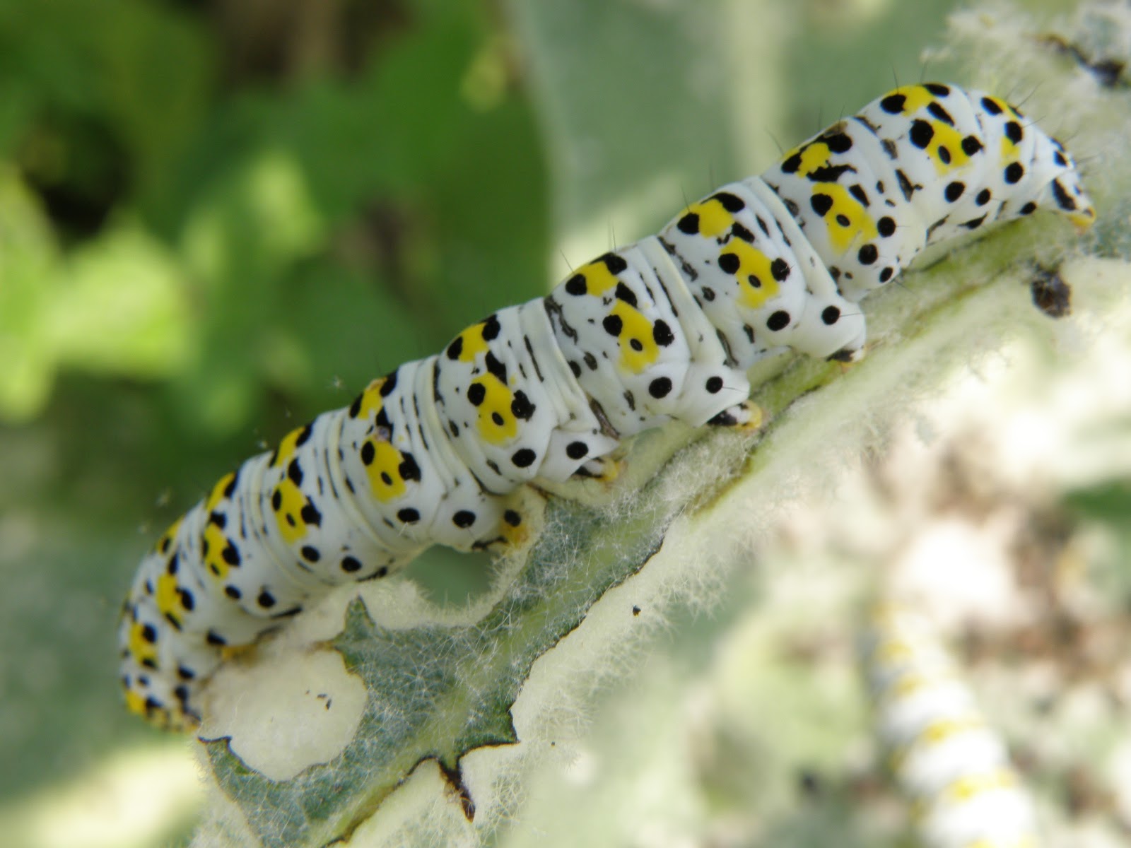 Le Jardin d'Hélène une chenille mangeuse de bouillon blanc