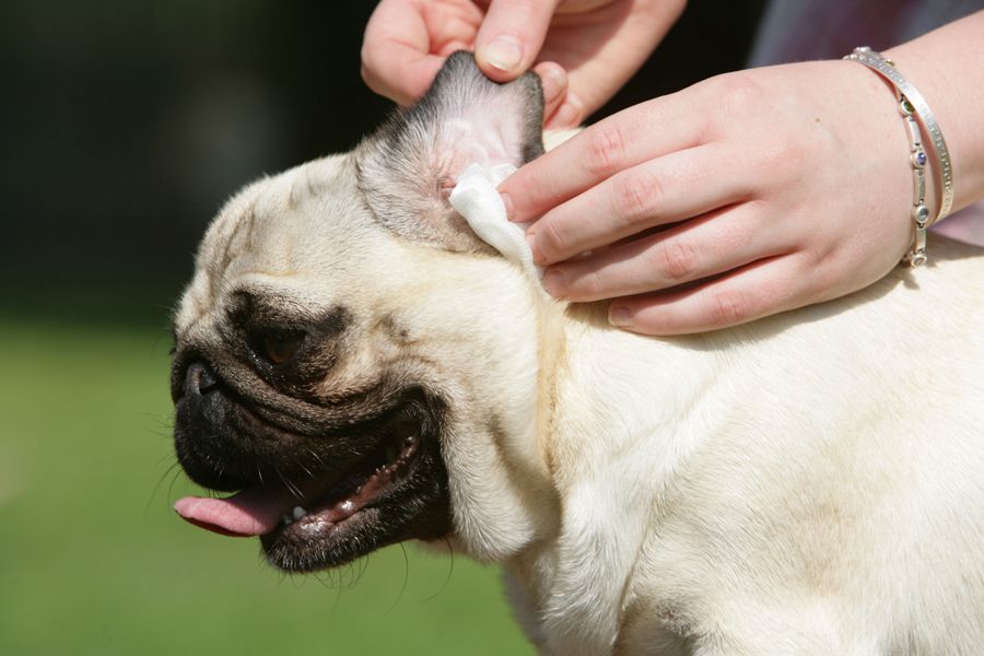 Desly's Pet Grooming Learn how to clean your dog ears