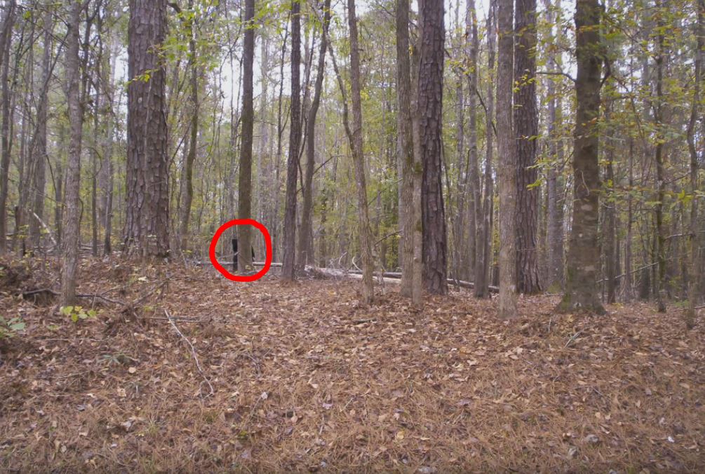 Alabama Bigfoot Society Talks About The Strange Things Going On In