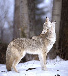 Howling Wolf | Fun Animals Wiki, Videos, Pictures, Stories