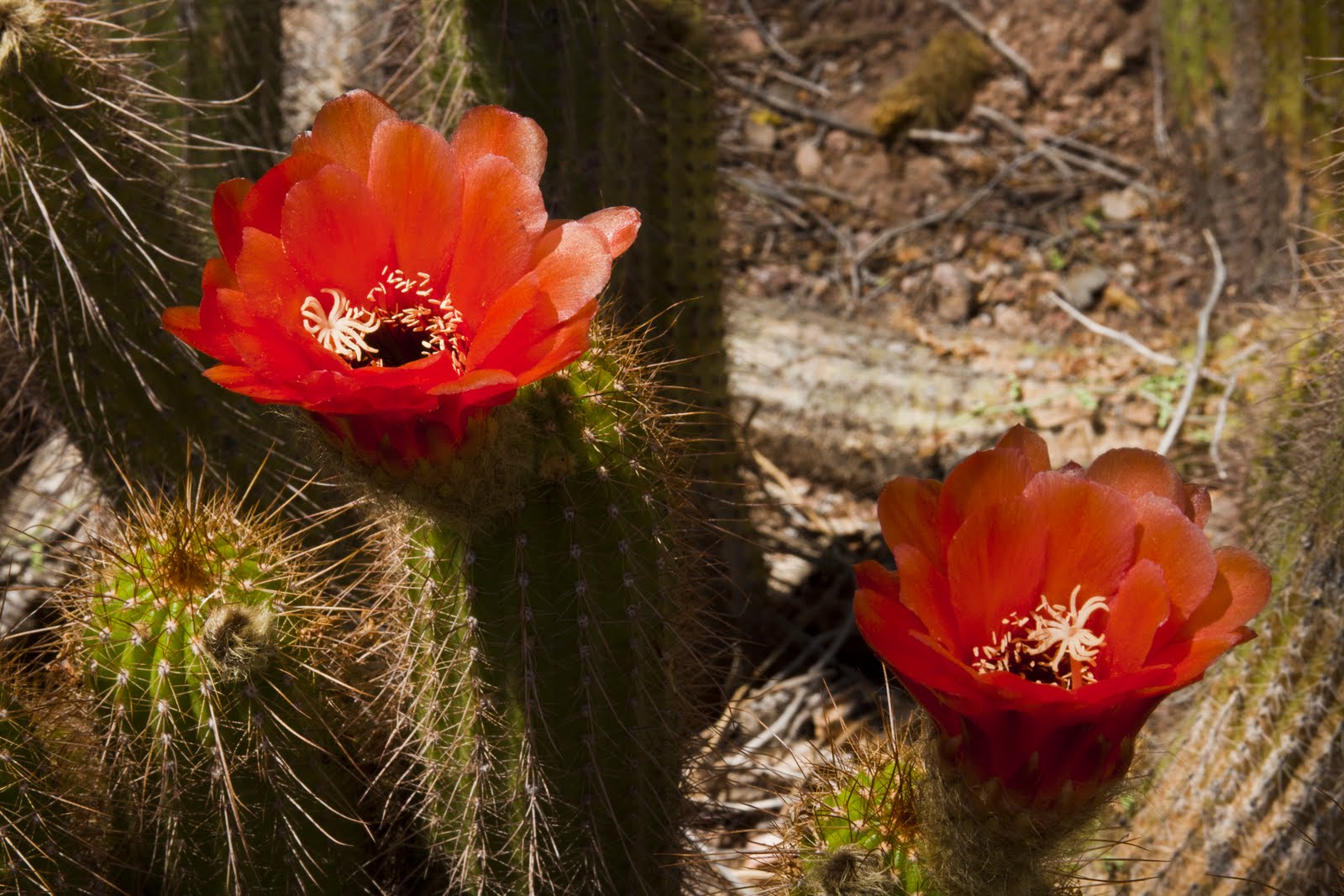 Walking Arizona A rose by any other name would be a cactus flower