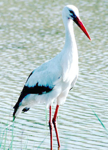 معلومات عن طائر اللقلق