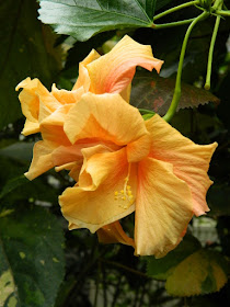 Pale orange tropical Hibiscus rosa-sinensis flower at the Allan Gardens Conservatory by garden muses-not another Toronto gardening blog
