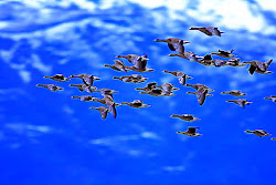 flying birds wild sky fly goose wallpapers