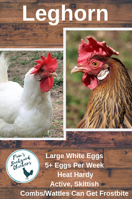 Leghorns are famous among backyard chicken owners for being a reliable and prolific white egg laying chicken breed. 