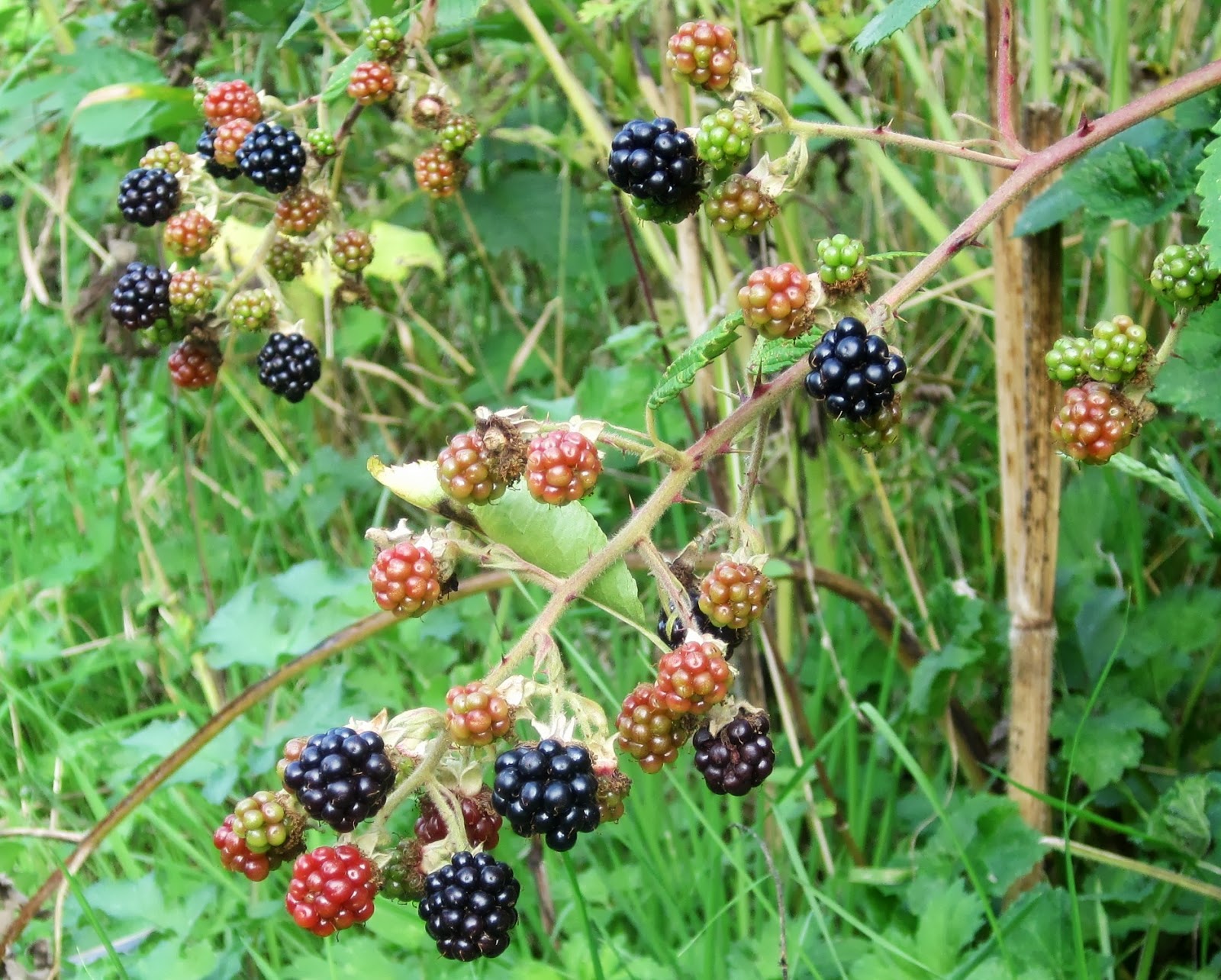 Filnore Woods Blog Berries poisonous-animals-facts-list-pictures