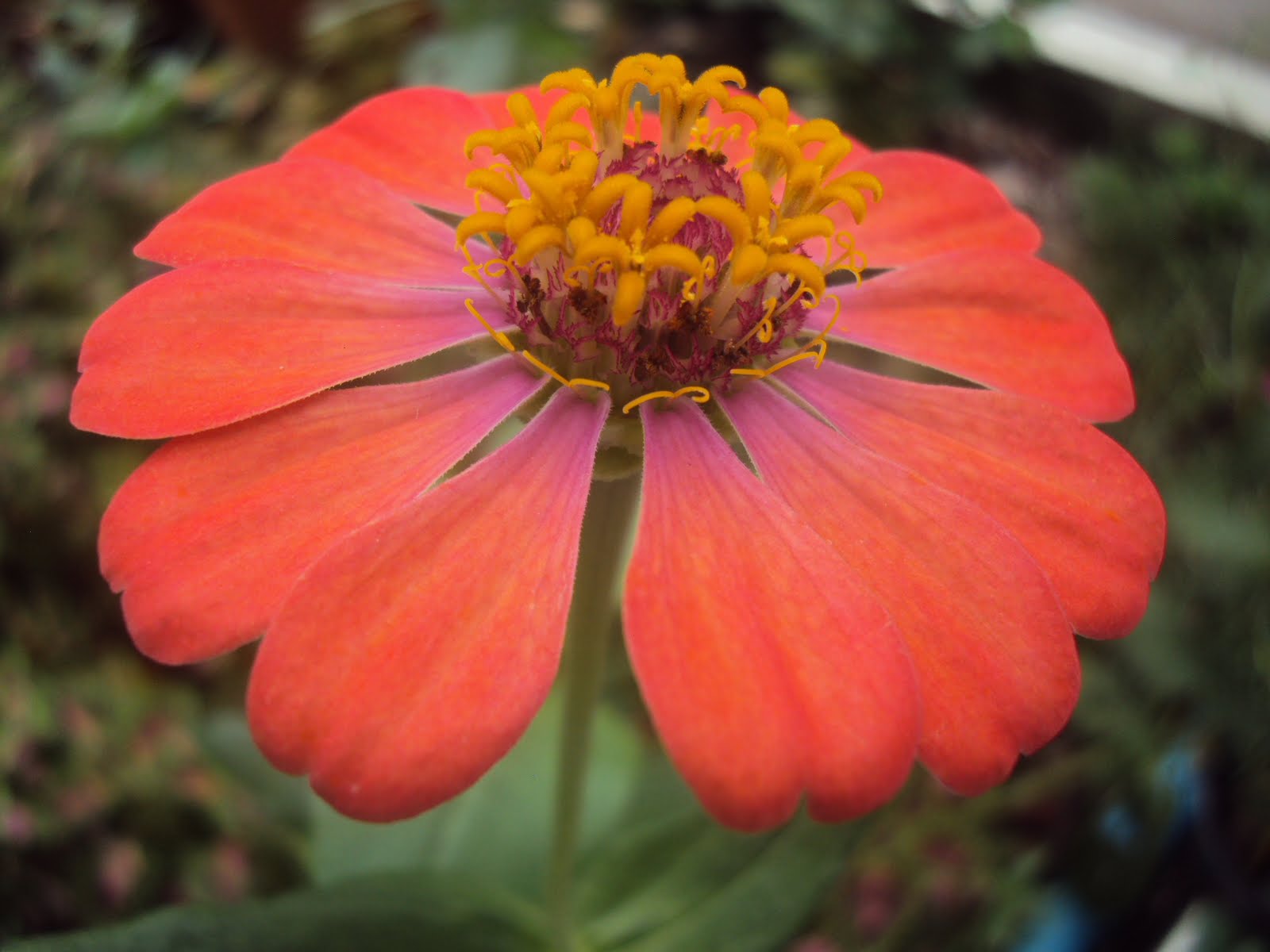 Rare Ria Orange Zinnia